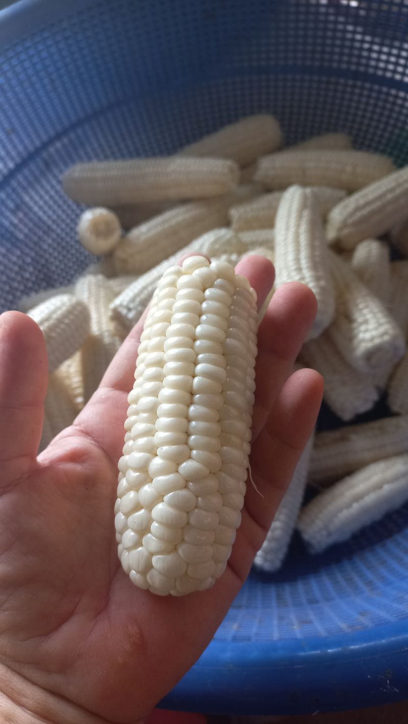 농부의아내님의 장터 판매 상품 [못난이 찰옥수수ㅡ못생겨도 맛있어요.^^] 첨부 사진