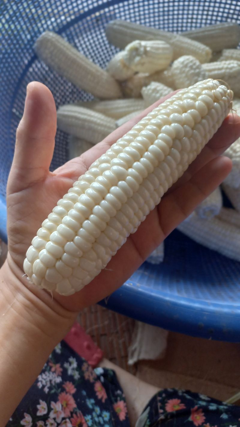 농부의아내님의 장터 판매 상품 [못난이 찰옥수수ㅡ못생겨도 맛있어요.^^] 첨부 사진