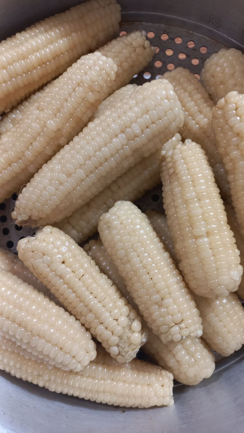 농부의아내님의 장터 판매 상품 [못난이 찰옥수수ㅡ못생겨도 맛있어요.^^] 첨부 사진