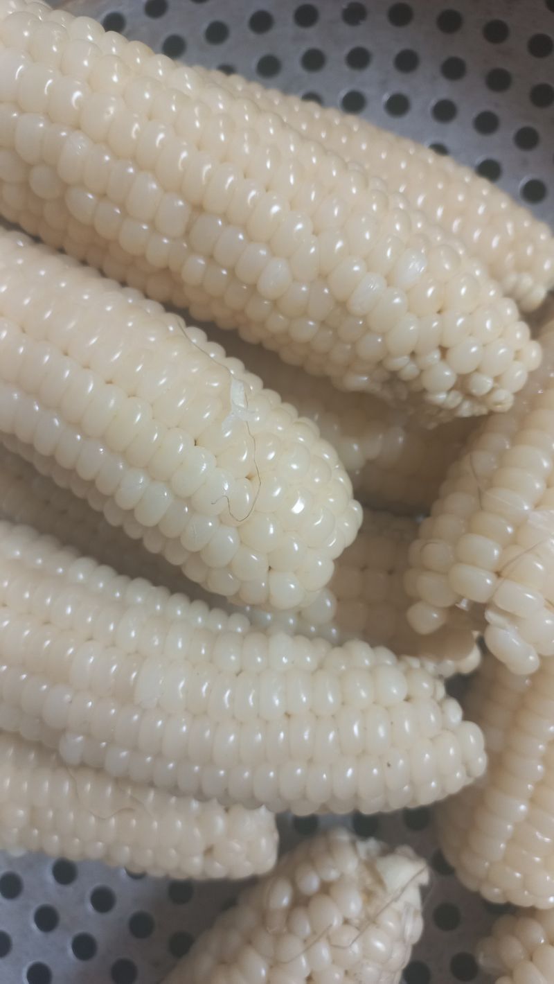 농부의아내님의 장터 판매 상품 [못난이 찰옥수수ㅡ못생겨도 맛있어요.^^] 첨부 사진