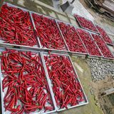 팜모닝 고추·영농일지 게시글 이미지