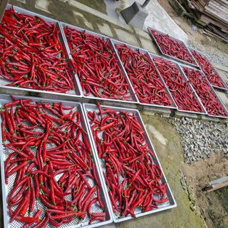 양석원님의 고추 · 영농일지 작성글 사진