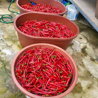 양석원님의 고추 · 영농일지 작성글 사진