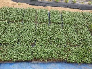 구봉갑산님의 어떤 유기농자재 쓰세요? · 참여글 작성글 사진