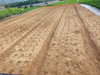 구봉갑산님의 어떤 유기농자재 쓰세요? · 참여글 작성글 사진