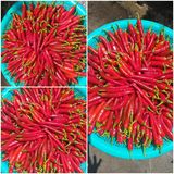 팜모닝 고추·수확 게시글 이미지