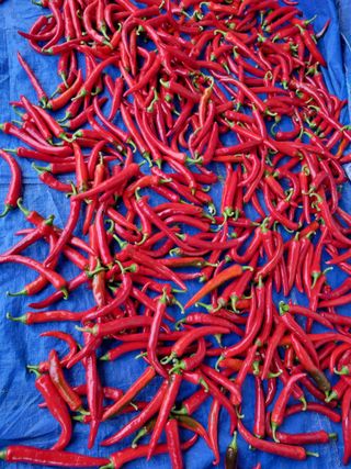 이상응님의 고추 · 수확 작성글 사진