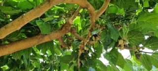 유진현님의 기타작물 · 병해충상담 작성글 사진