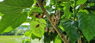 유진현님의 기타작물 · 병해충상담 작성글 사진