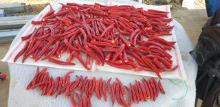 신정애님의 고추 · 영농일지 작성글 사진