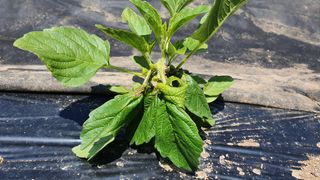 heon5486님의 들깨 · 병해충상담 작성글 사진