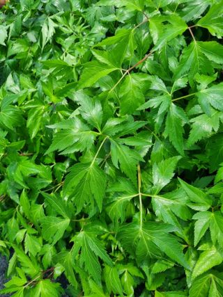 이명숙님의 상추 · 자유게시판 작성글 사진