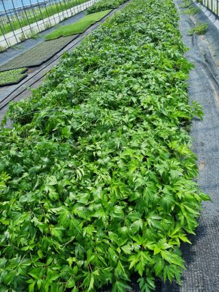 이명숙님의 상추 · 자유게시판 작성글 사진