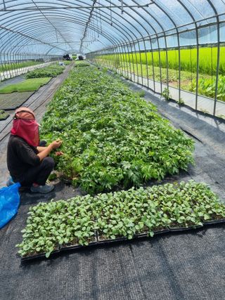 이명숙님의 상추 · 자유게시판 작성글 사진