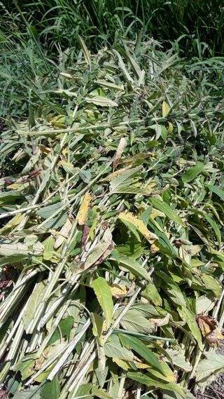 정상훈님의 참깨 · 자유게시판 작성글 사진