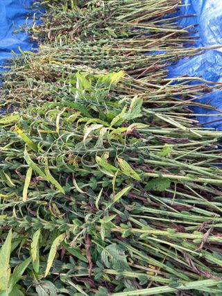 정상훈님의 참깨 · 자유게시판 작성글 사진