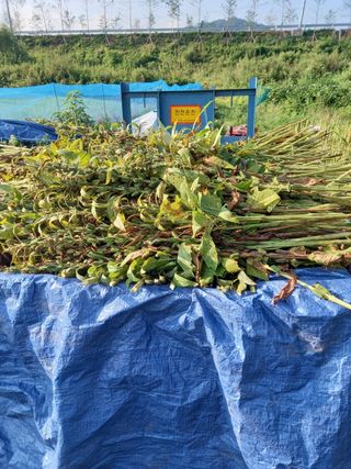 정상훈님의 참깨 · 자유게시판 작성글 사진