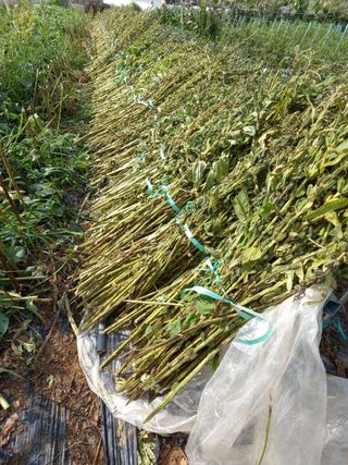 정상훈님의 참깨 · 자유게시판 작성글 사진