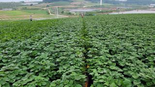 무안선유농원님의 고구마 · 자유게시판 작성글 사진