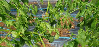 팜모닝회원 성주 님의 고추 · 병해충상담 작성글 사진