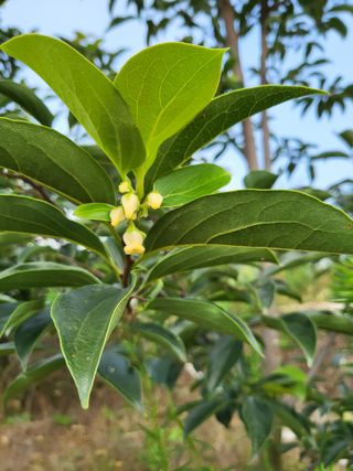김옥균 님의 감 · 자유게시판 작성글 사진
