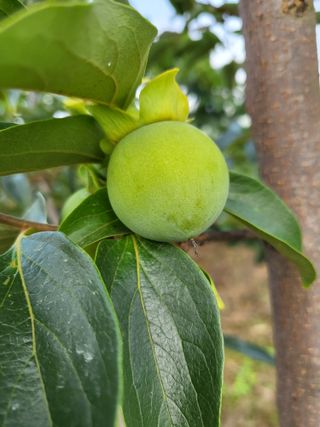 김옥균 님의 감 · 자유게시판 작성글 사진