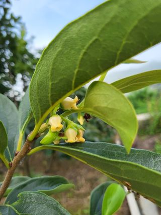 김옥균 님의 감 · 자유게시판 작성글 사진