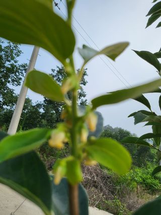 김옥균 님의 감 · 자유게시판 작성글 사진