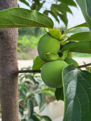 김옥균 님의 감 · 자유게시판 작성글 사진
