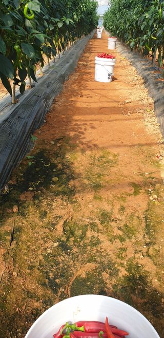 에덴농원나장미입니다님의 고추 · 일상 작성글 사진