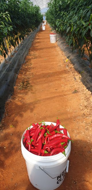 에덴농원나장미입니다님의 고추 · 일상 작성글 사진