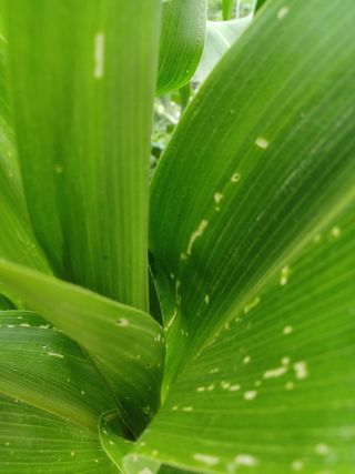 작은텃밭님의 옥수수 · 병해충상담 작성글 사진