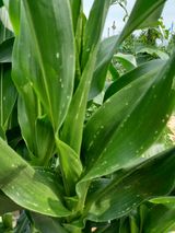 팜모닝 옥수수·병해충상담 게시글 이미지