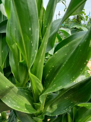 작은텃밭님의 옥수수 · 병해충상담 작성글 사진