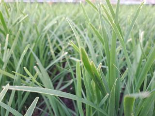 장가부추님의 파 · 병해충상담 작성글 사진