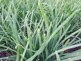 장가부추님의 파 · 병해충상담 작성글 사진