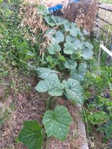 팜모닝 호박·병해충상담 게시글 이미지