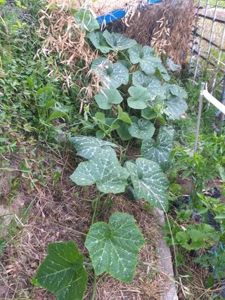 7773님의 호박 · 병해충상담 작성글 사진