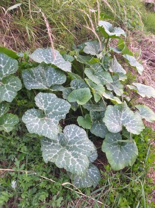 7773님의 호박 · 병해충상담 작성글 사진