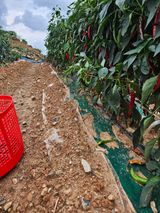 팜모닝 고추·영농일지 게시글 이미지