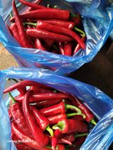 팜모닝 고추·수확 게시글 이미지