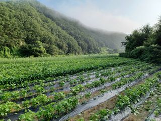여규엽님의 콩 · 영농일지 작성글 사진