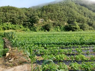 여규엽님의 콩 · 영농일지 작성글 사진