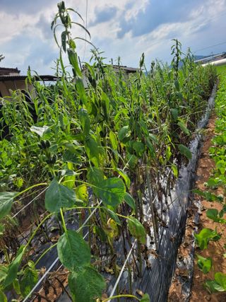 물안개님의 자유주제 · 자유게시판 작성글 사진