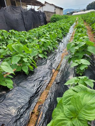 물안개님의 자유주제 · 자유게시판 작성글 사진