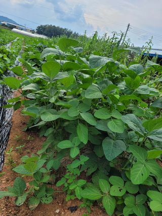 물안개님의 자유주제 · 자유게시판 작성글 사진