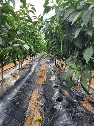 물안개님의 자유주제 · 자유게시판 작성글 사진