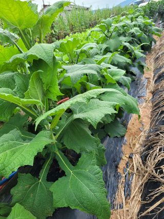 물안개님의 자유주제 · 자유게시판 작성글 사진