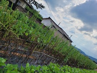 물안개님의 자유주제 · 자유게시판 작성글 사진