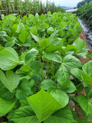 물안개님의 자유주제 · 자유게시판 작성글 사진